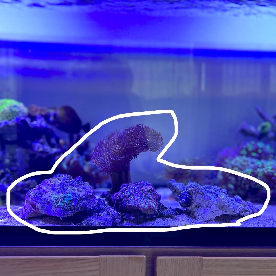 【★】ライブロックセット　海藻ミルおまけ