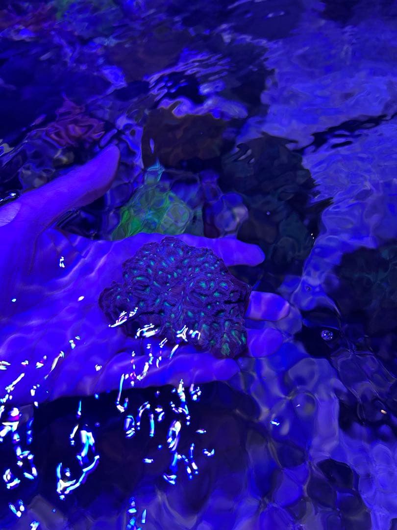 【★】ライブロックセット　海藻ミルおまけ