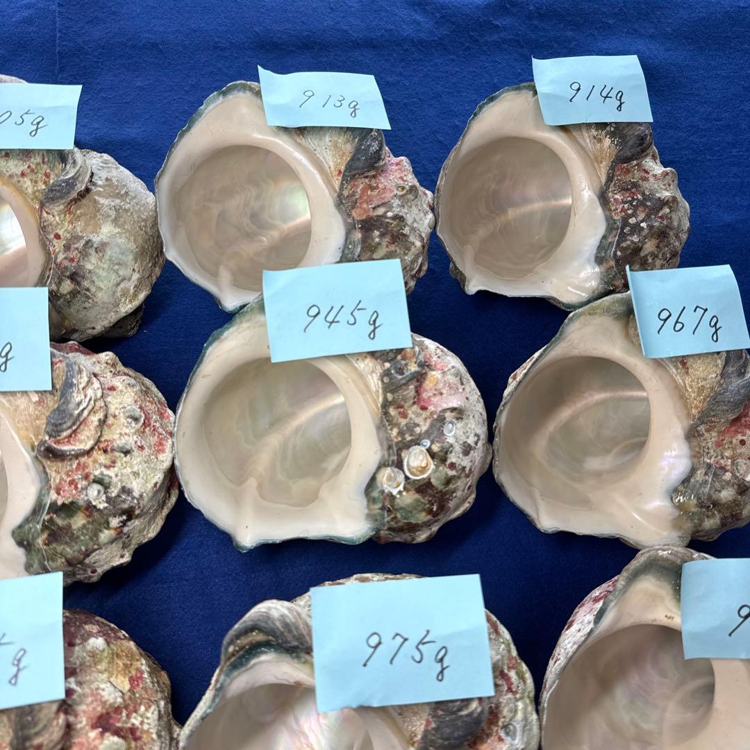 夜光貝　ヤコウ貝　まとめ売り　16個　15、1kg アクセサリー　ルアー