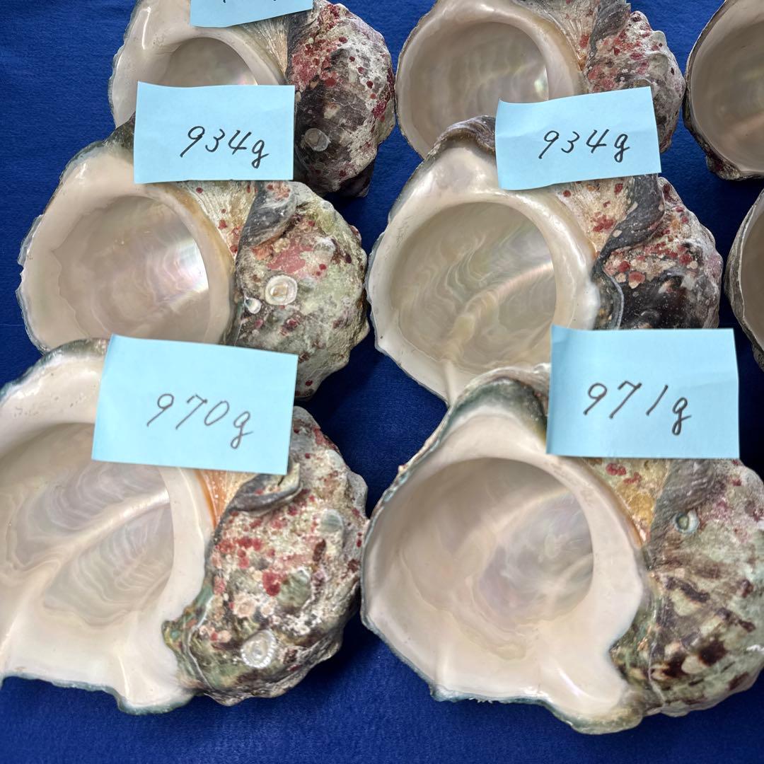 夜光貝　ヤコウ貝　まとめ売り　16個　15、1kg アクセサリー　ルアー