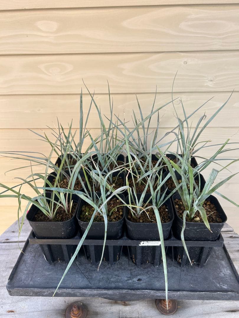 専用出品　耐寒性ユッカ　ロストラータ40株鉢植え発送