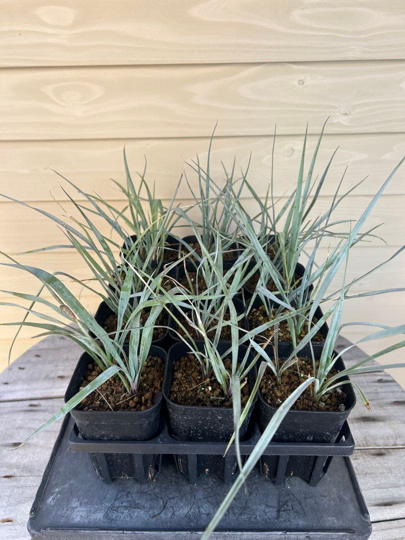専用出品　耐寒性ユッカ　ロストラータ40株鉢植え発送