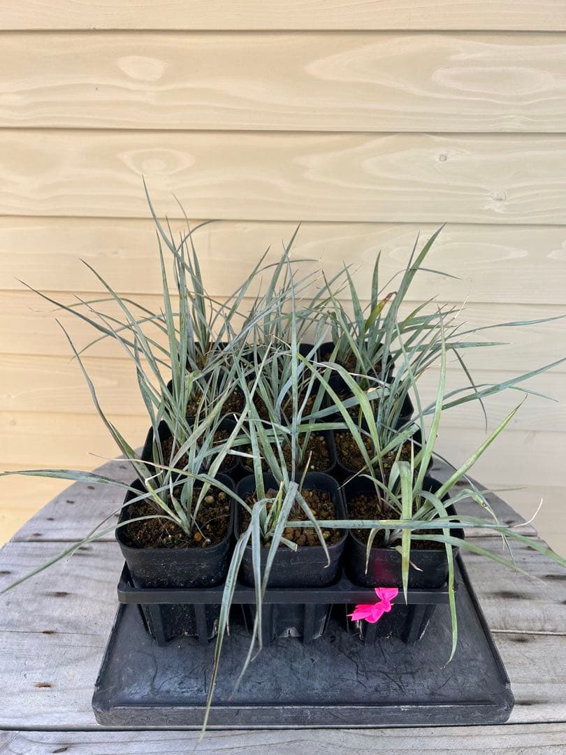 専用出品　耐寒性ユッカ　ロストラータ40株鉢植え発送