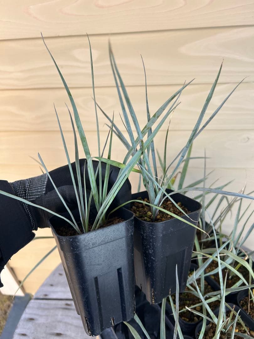 専用出品　耐寒性ユッカ　ロストラータ40株鉢植え発送