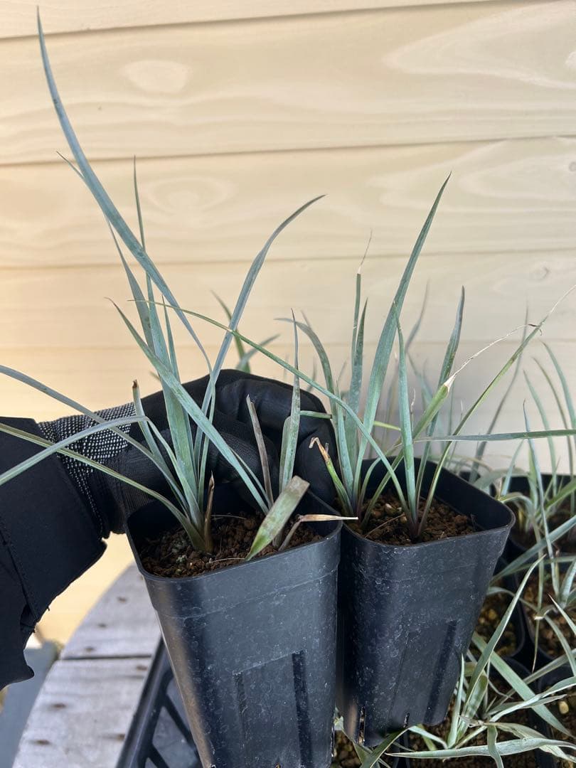 専用出品　耐寒性ユッカ　ロストラータ40株鉢植え発送