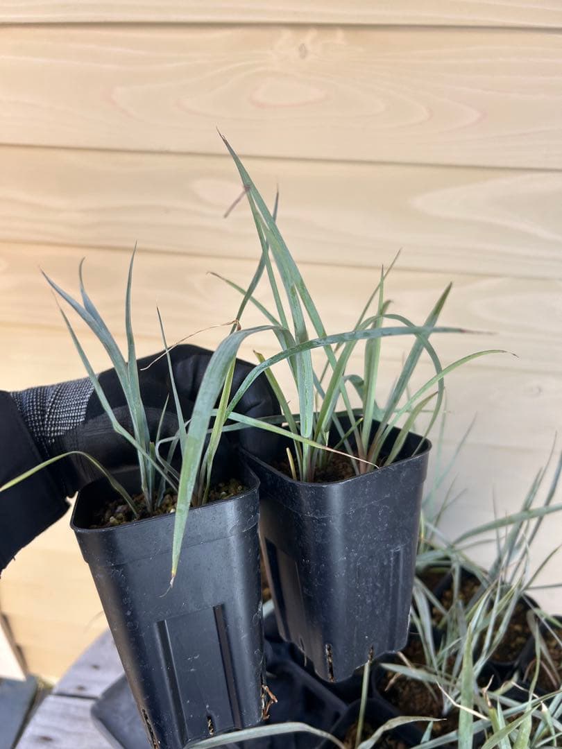 専用出品　耐寒性ユッカ　ロストラータ40株鉢植え発送