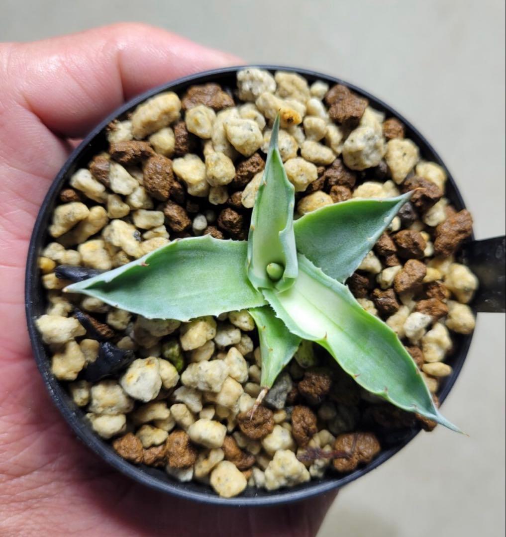 アガベ　オバティフォリア錦　アウェイクニングエンジェル