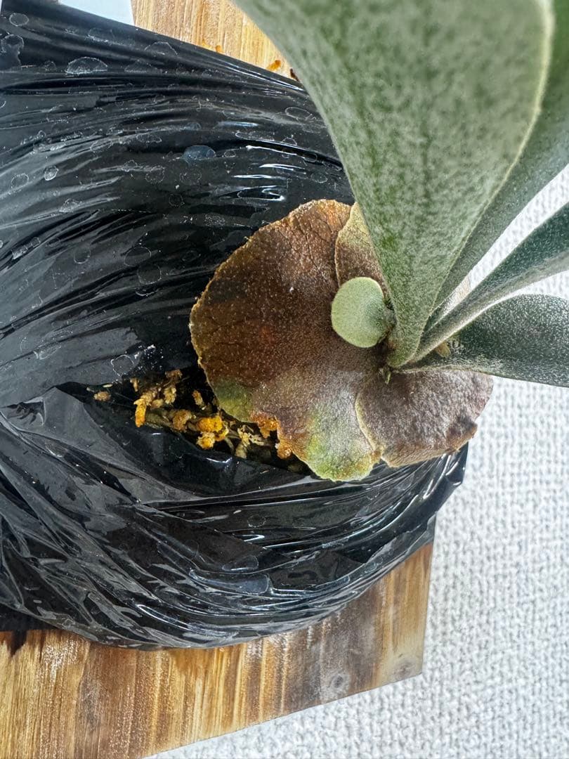 P. vellii ベリー　ビカクシダ　子株　oc株