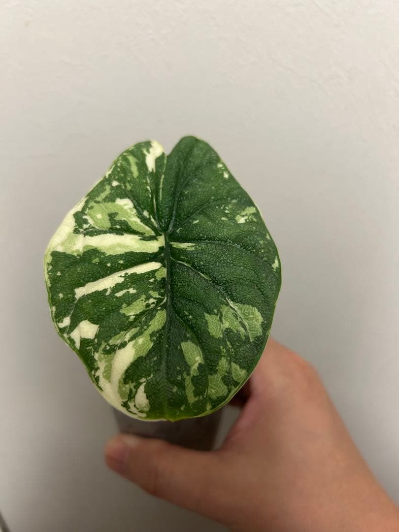 値下げアロカシア　メロアルボバリエガータ