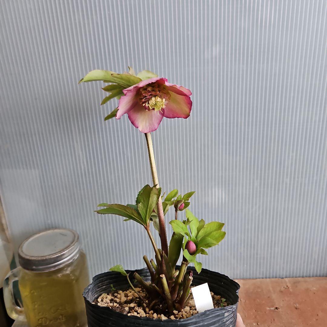 しろくま様ご購入苗㉖-200㉖-265クリスマスローズ