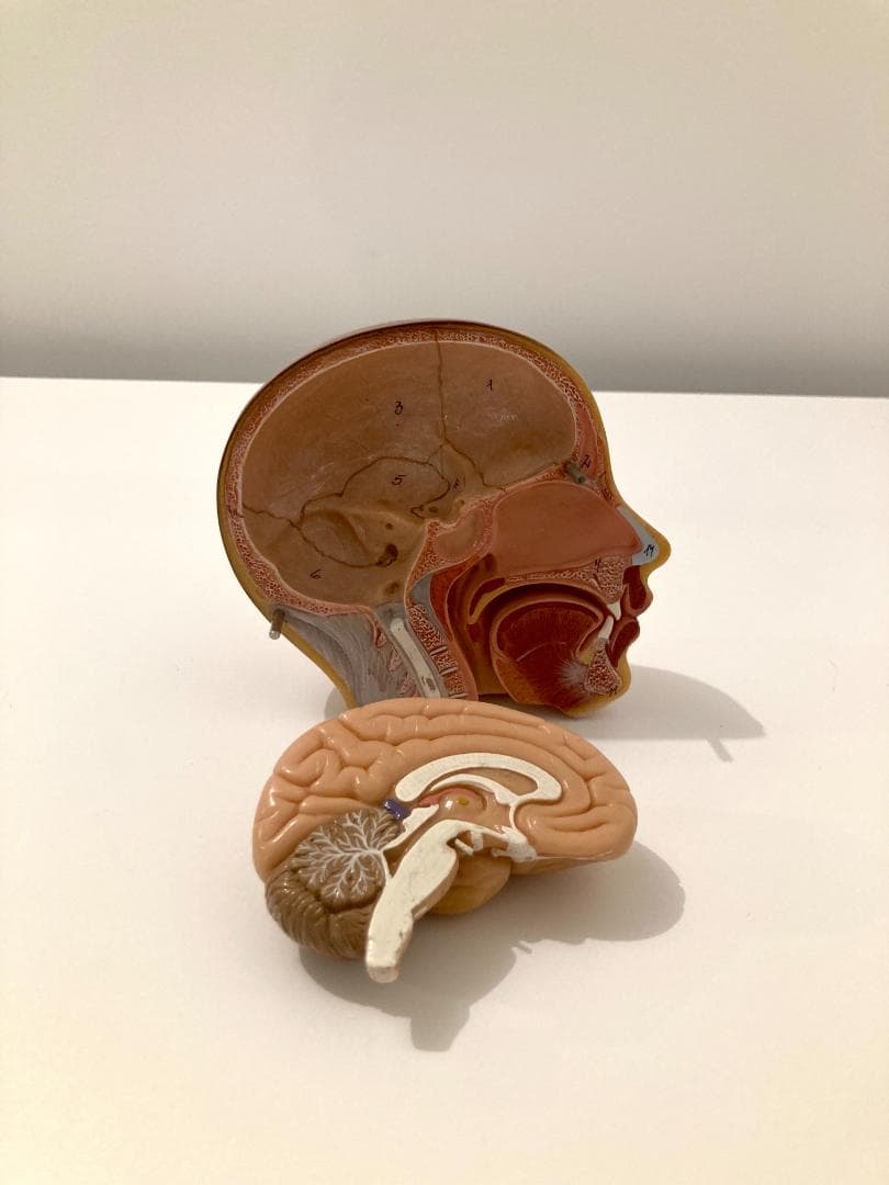 ドイツ ソムソ社製 SOMSO 人体解剖模型