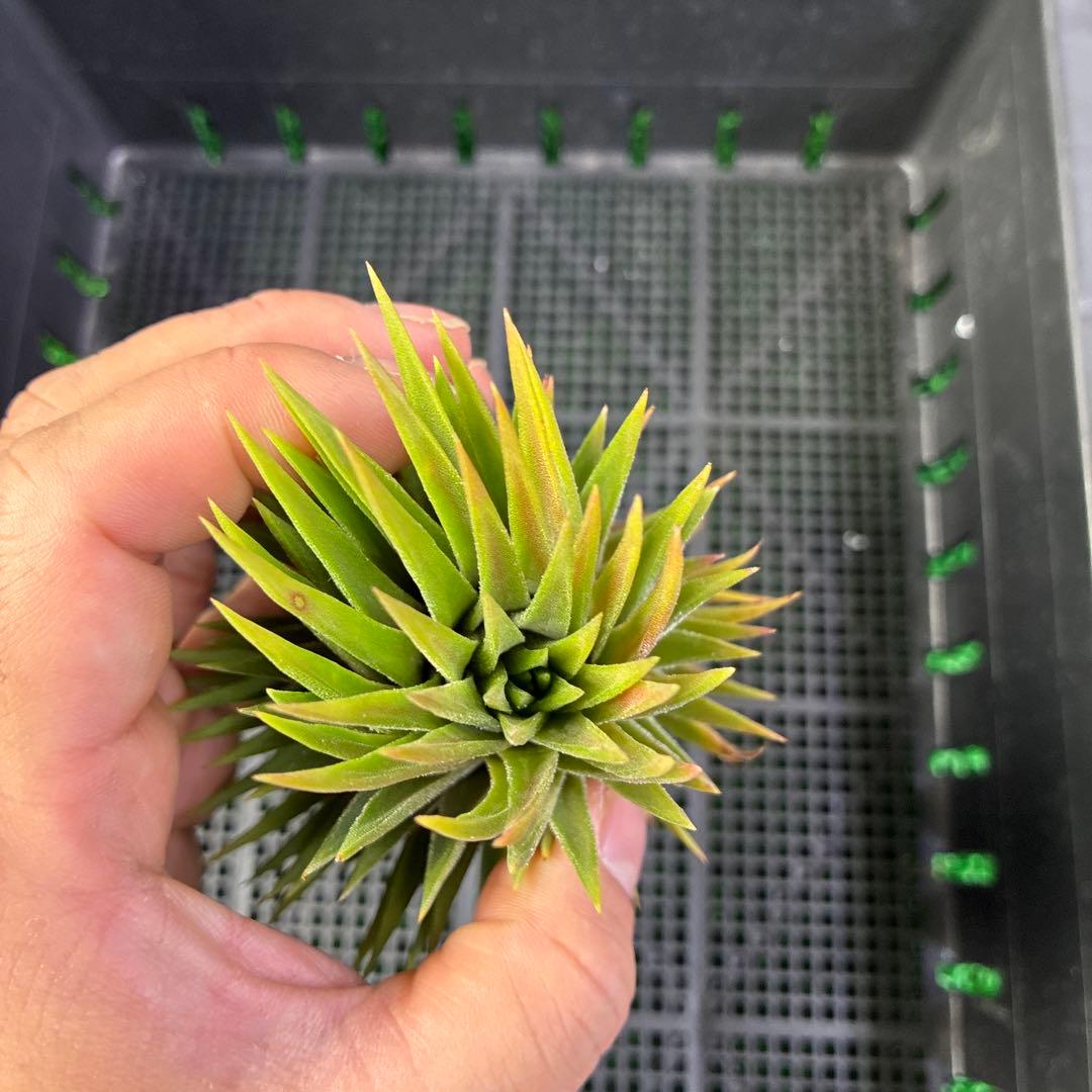 Tillandsia ionantha 'Apretado BRT' ブロメリア