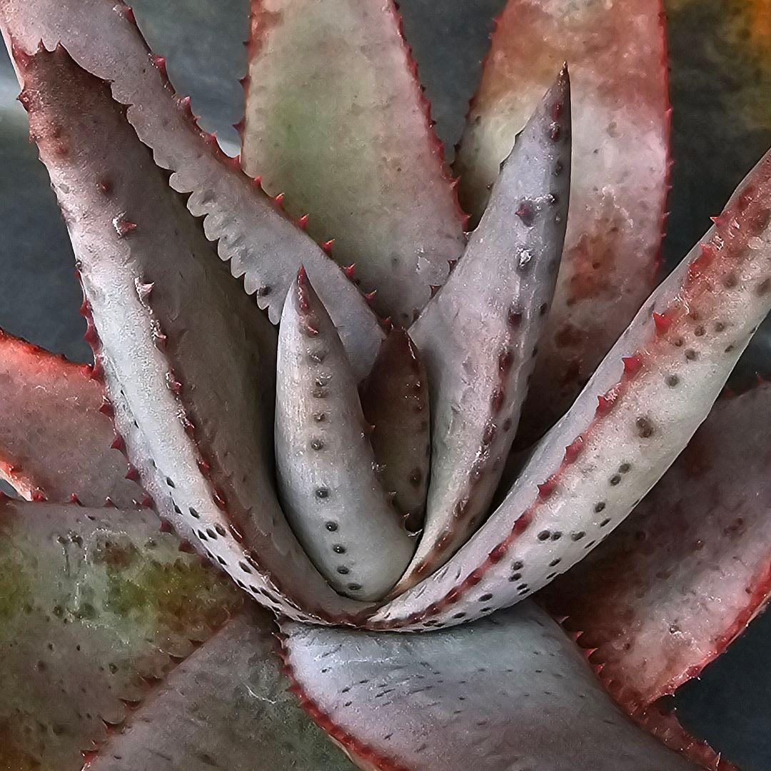 マ*ナ様 メルカリ便発送☆多肉植物 アロエ 達磨コニフェラ