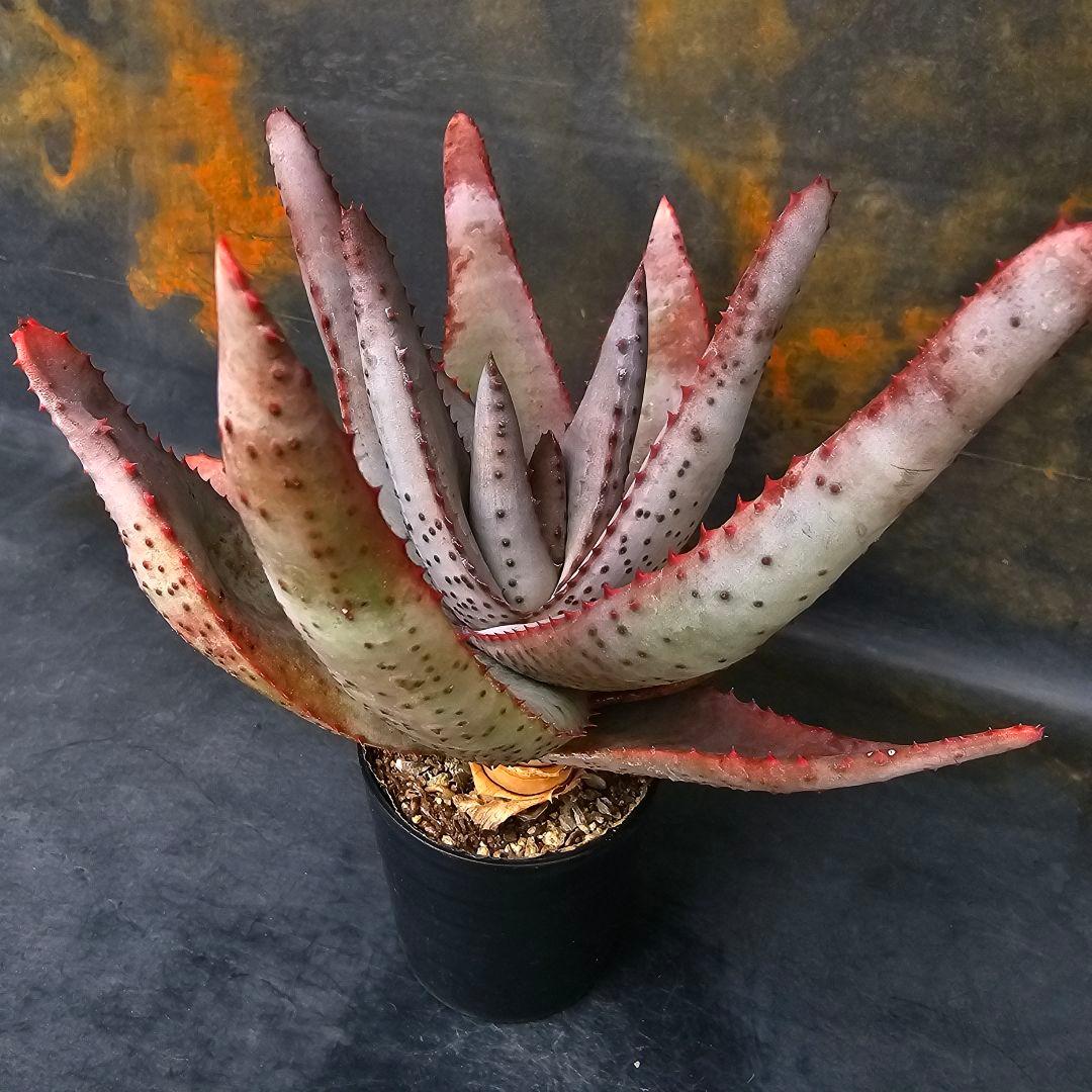 マ*ナ様 メルカリ便発送☆多肉植物 アロエ 達磨コニフェラ