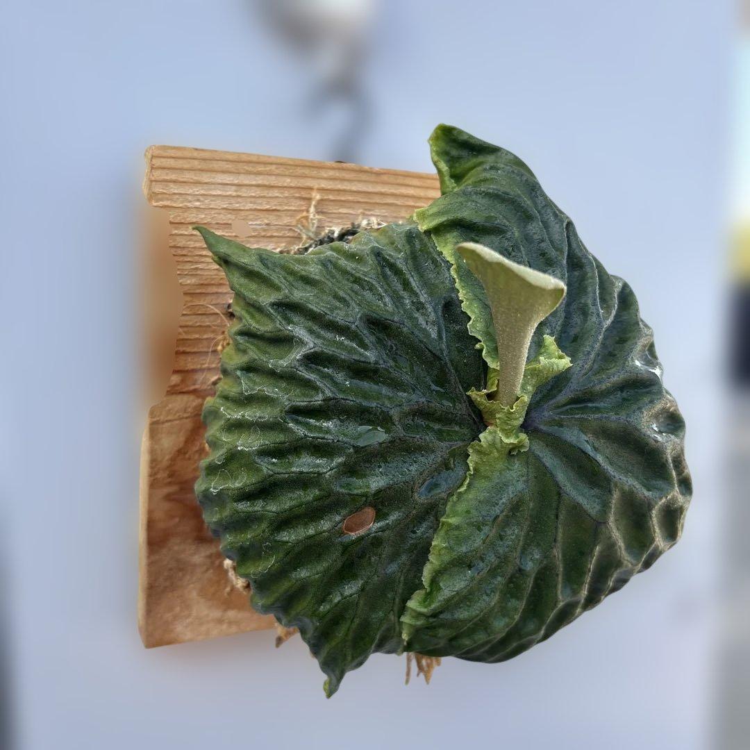 マダガスカリエンセ　ビカクシダ　胞子培養苗