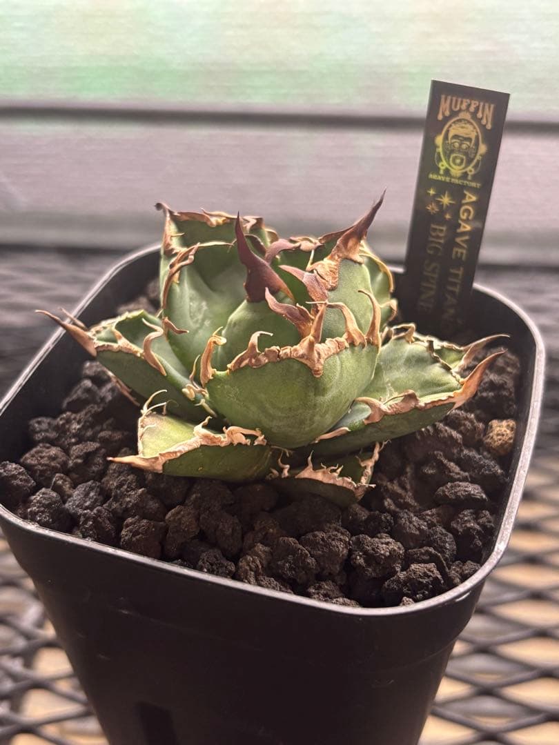 アガベ　チタノタ　BIG SPINE