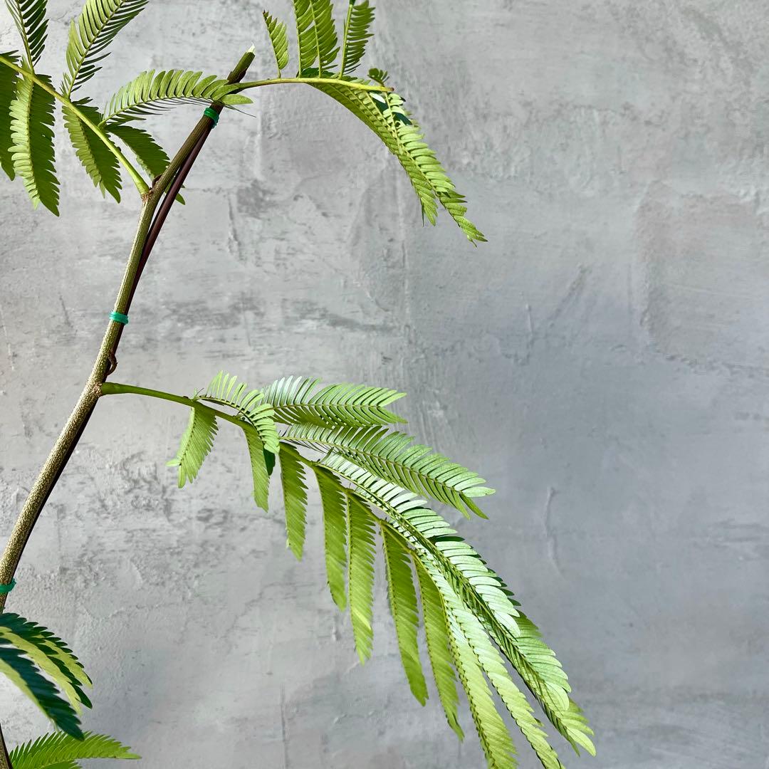 大型　エバーフレッシュ　曲がり　陶器鉢　植え込み発送