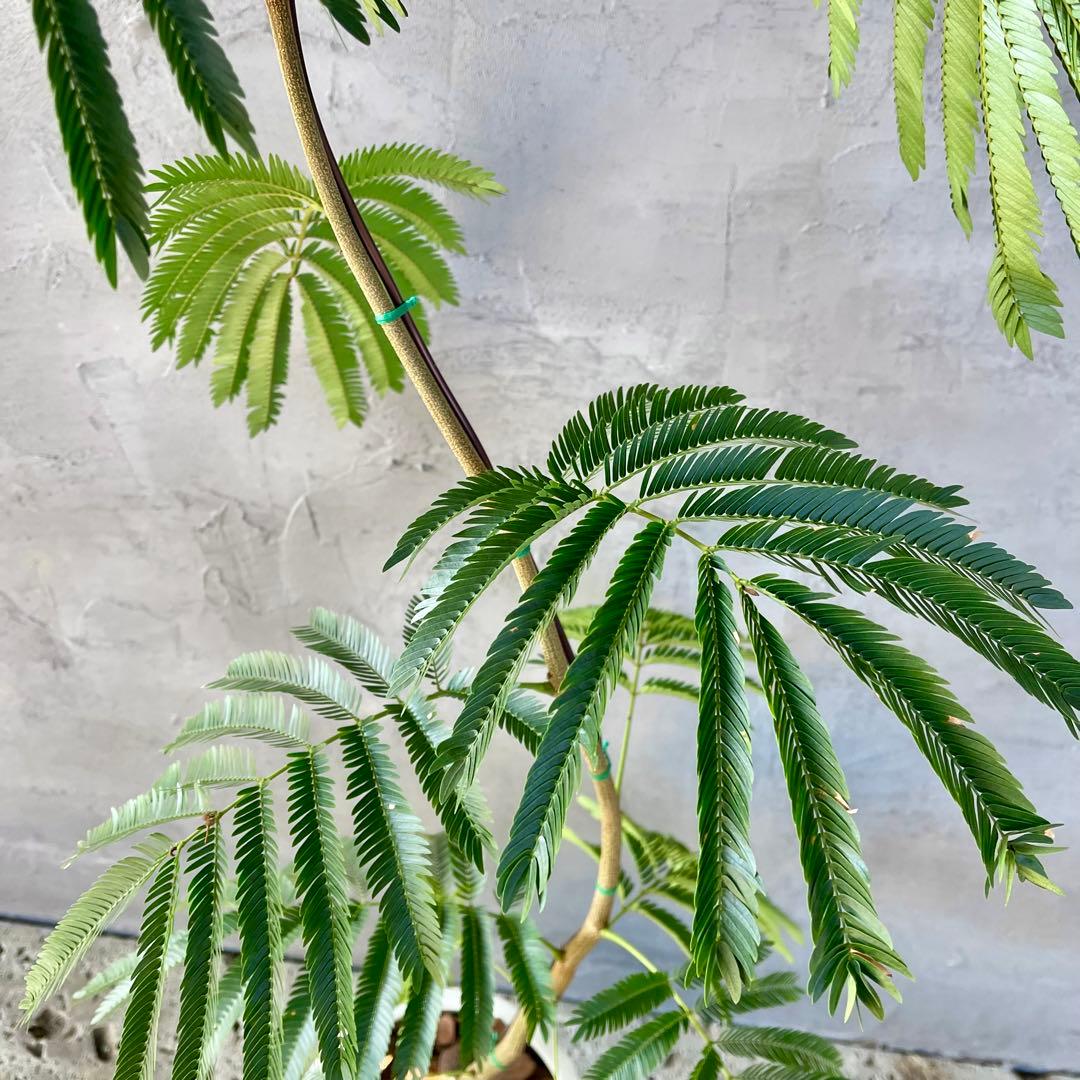 大型　エバーフレッシュ　曲がり　陶器鉢　植え込み発送