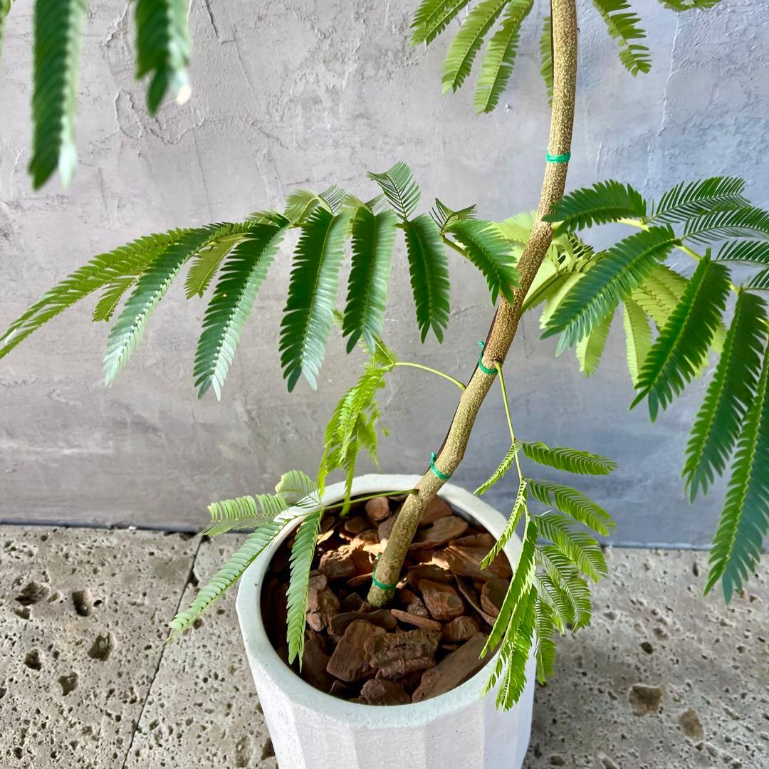 大型　エバーフレッシュ　曲がり　陶器鉢　植え込み発送