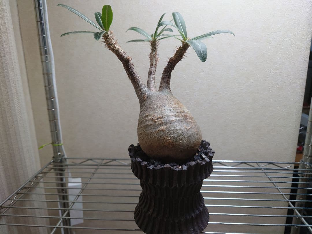 パキポディウム　グラキリス　発根済み