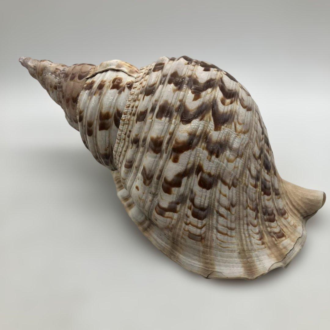 法螺貝 大きめ 山伏 無量寿経 法華経 螺役 戦国時代 ホラガイ科 和楽器