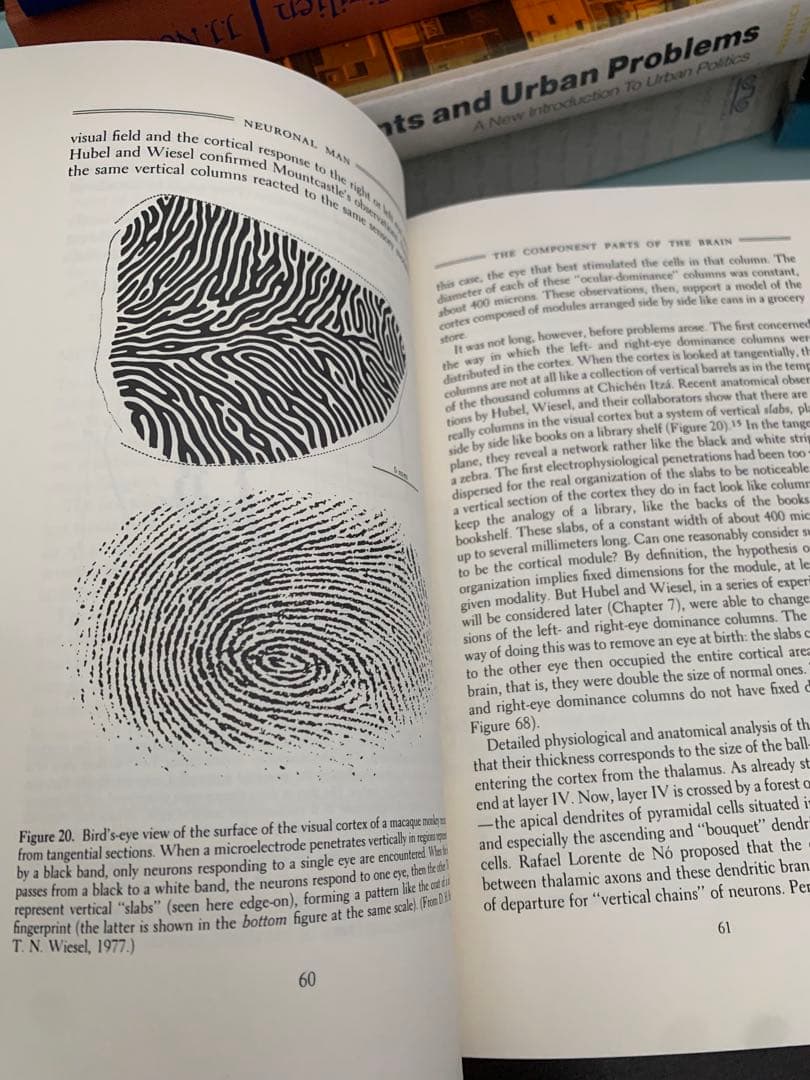 希少　Neuronal Man: The Biology of Mind