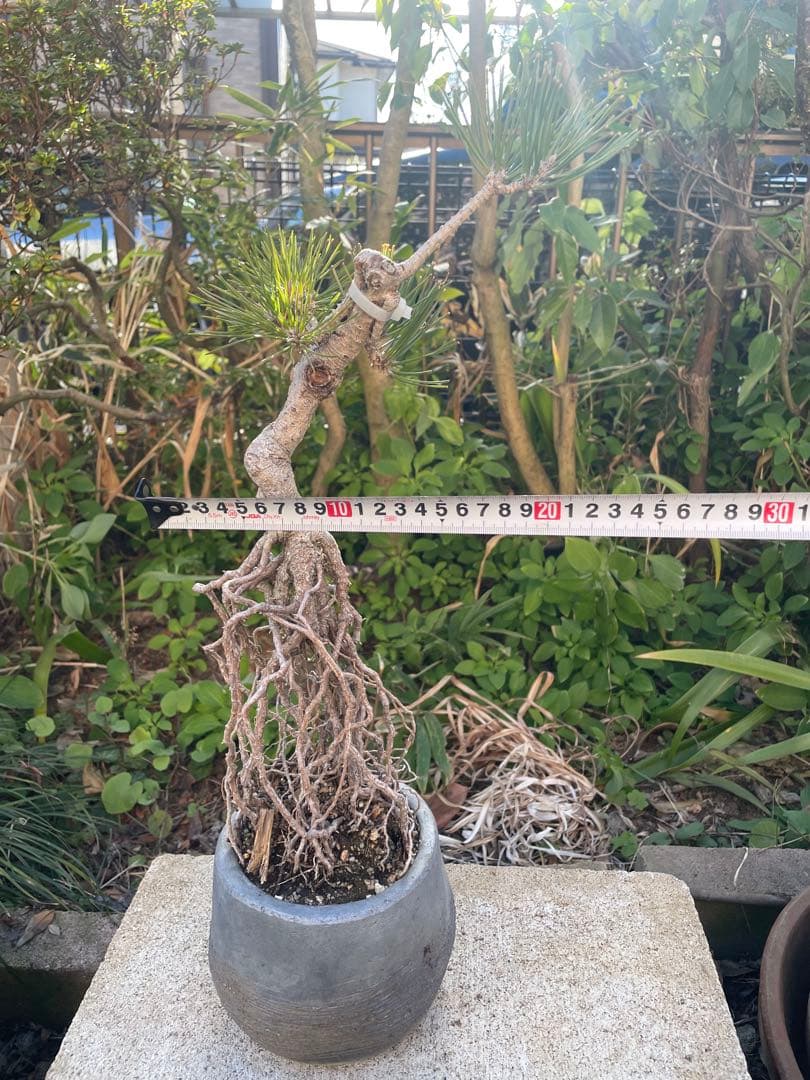 根上がり黒松中品盆栽