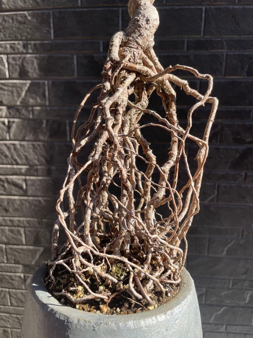 根上がり黒松中品盆栽