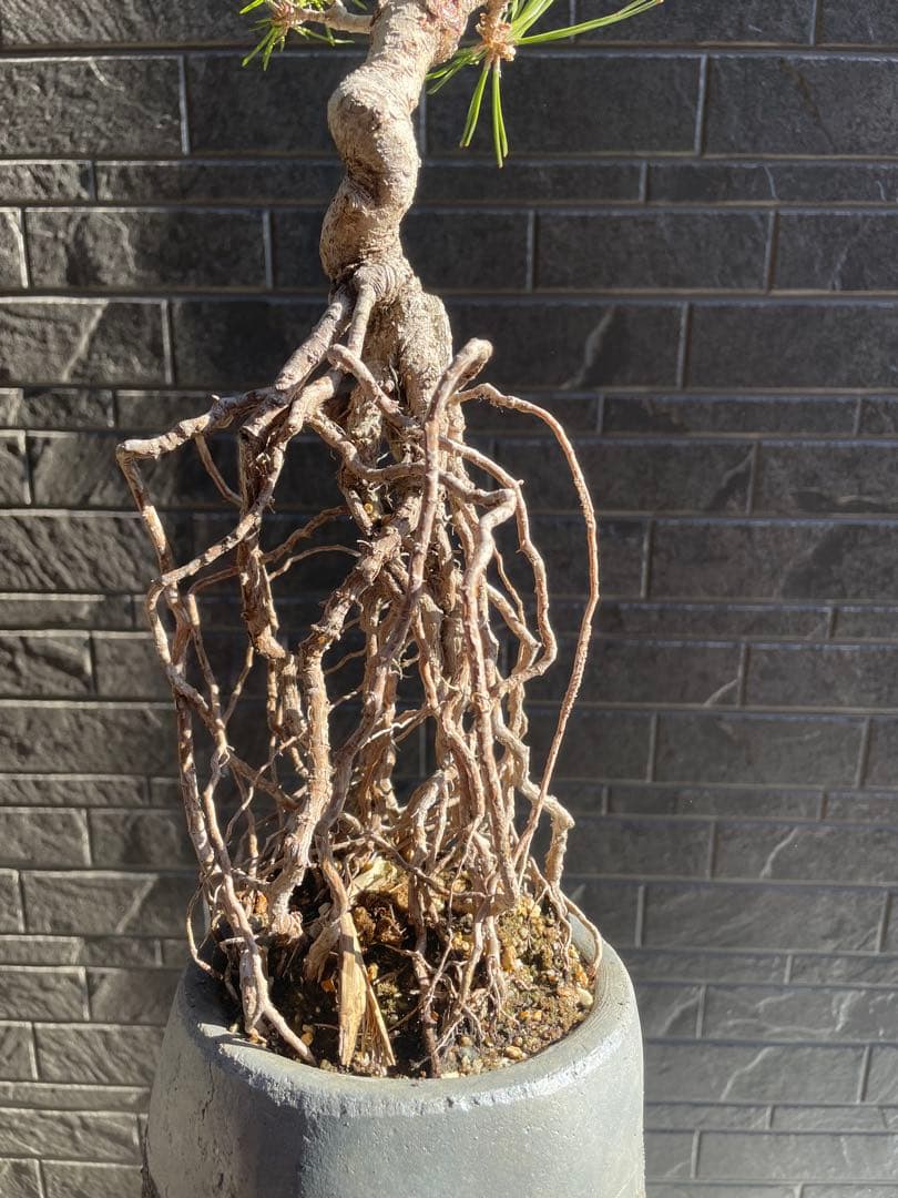 根上がり黒松中品盆栽