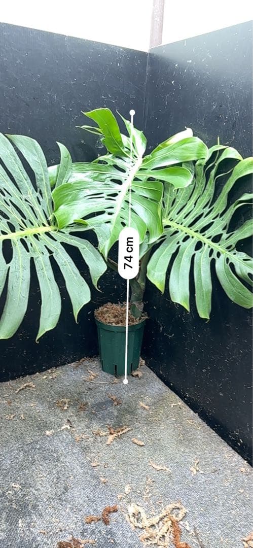 モンステラデリシオーサマクロコズム超希少系統鉢植え74㎝レア