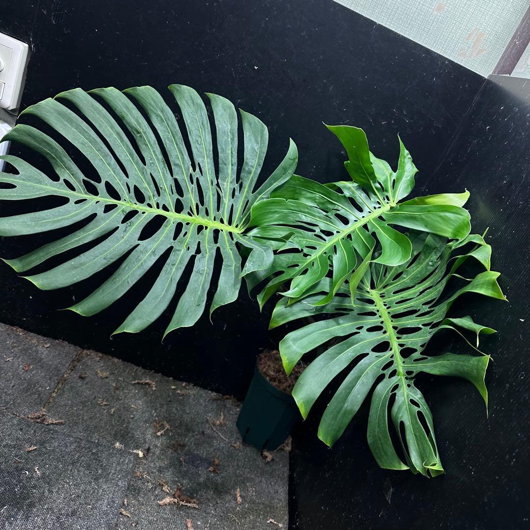モンステラデリシオーサマクロコズム超希少系統鉢植え74㎝レア