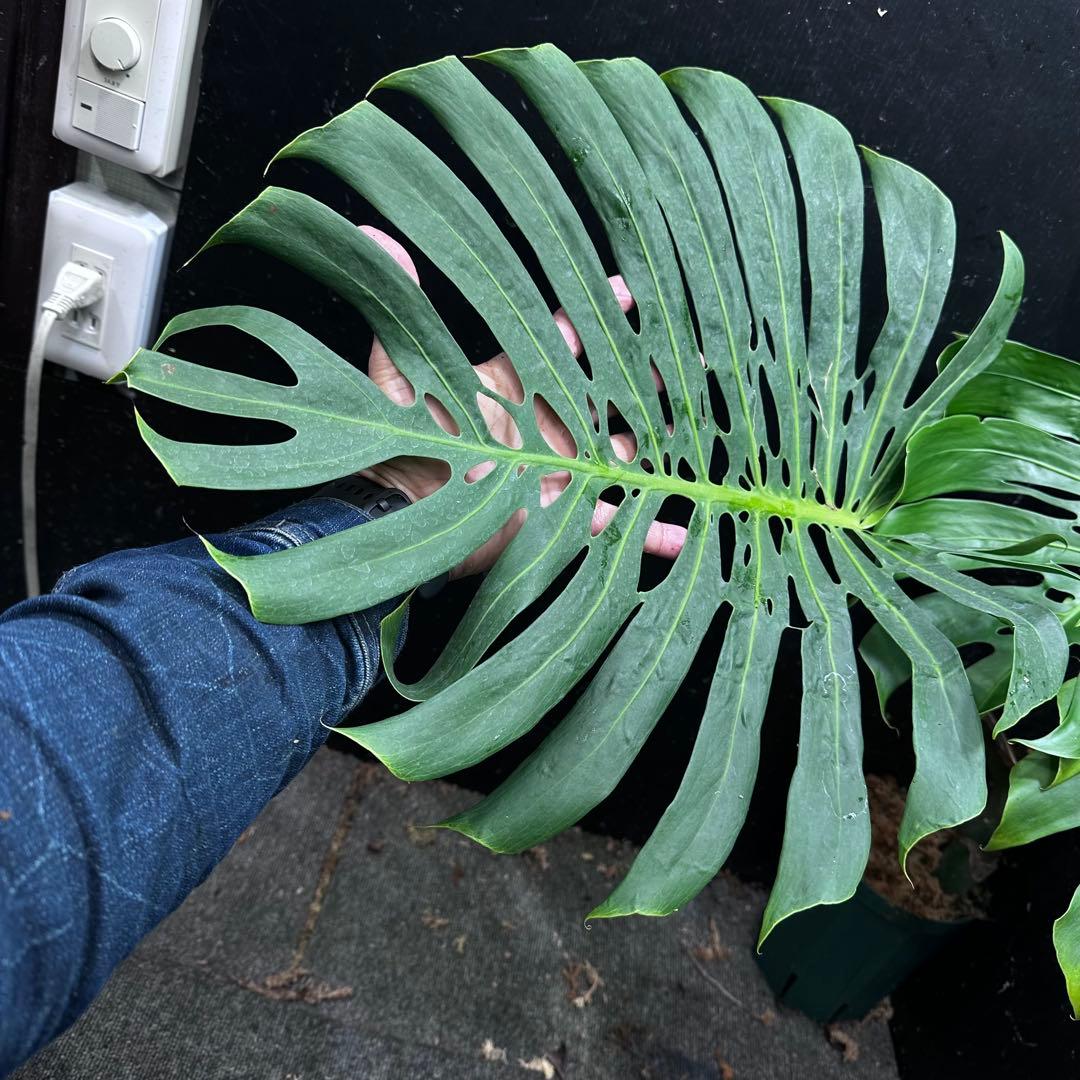 モンステラデリシオーサマクロコズム超希少系統鉢植え74㎝レア