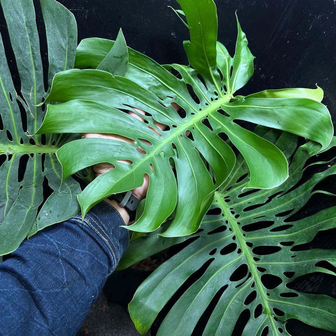 モンステラデリシオーサマクロコズム超希少系統鉢植え74㎝レア