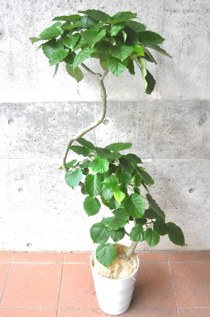 フィカス・ウンベラータ 8号 141cm S-shaped tree form