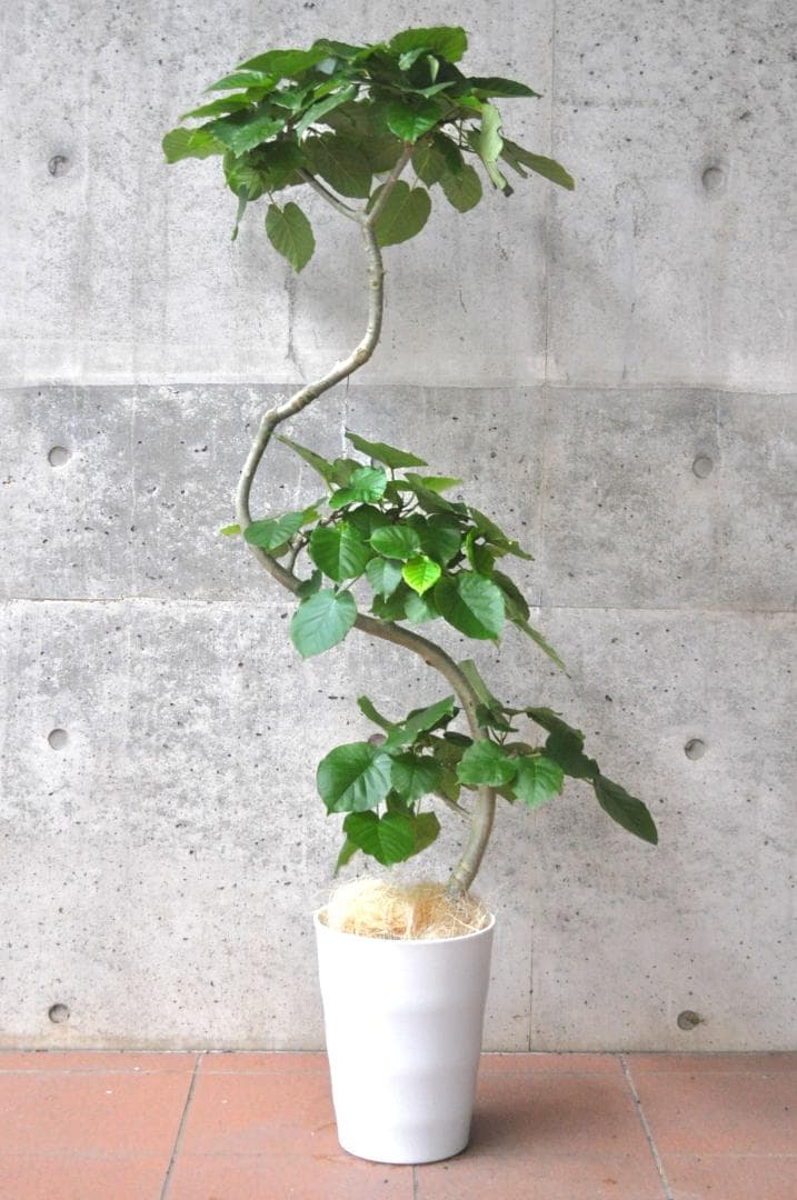 フィカス・ウンベラータ 8号 141cm S-shaped tree form