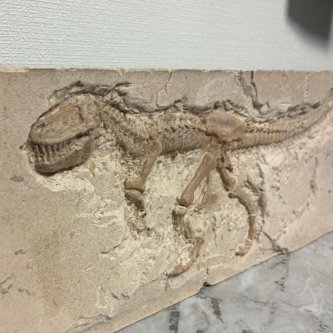 恐竜化石 レプリカ 縦43cm 横16.5cm