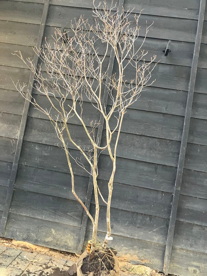 20 山採り　ミツバツツジ