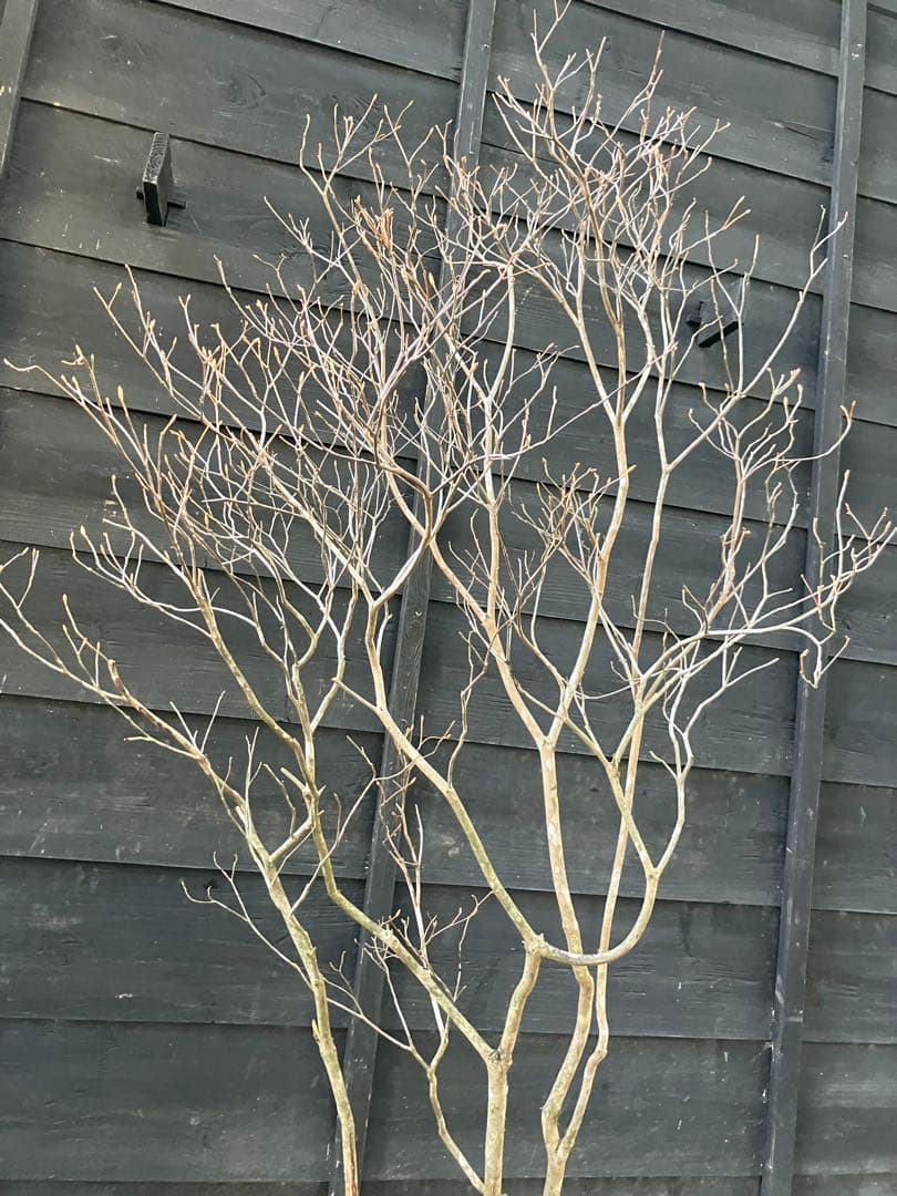 20 山採り　ミツバツツジ