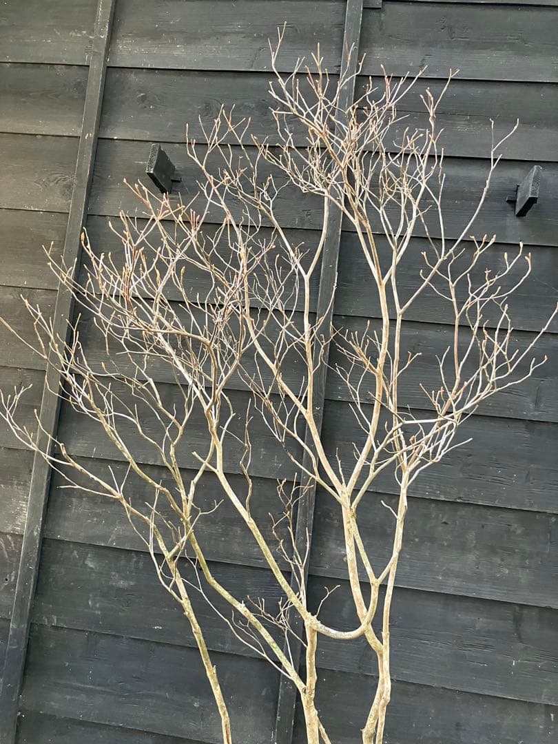 20 山採り　ミツバツツジ