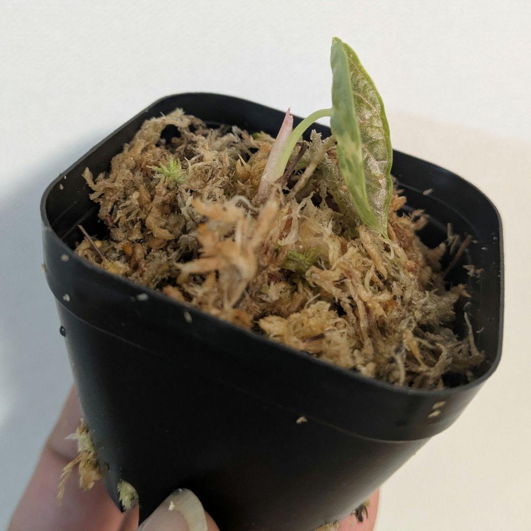 その他観葉植物 1 Alocasia azlanii aurea varigated