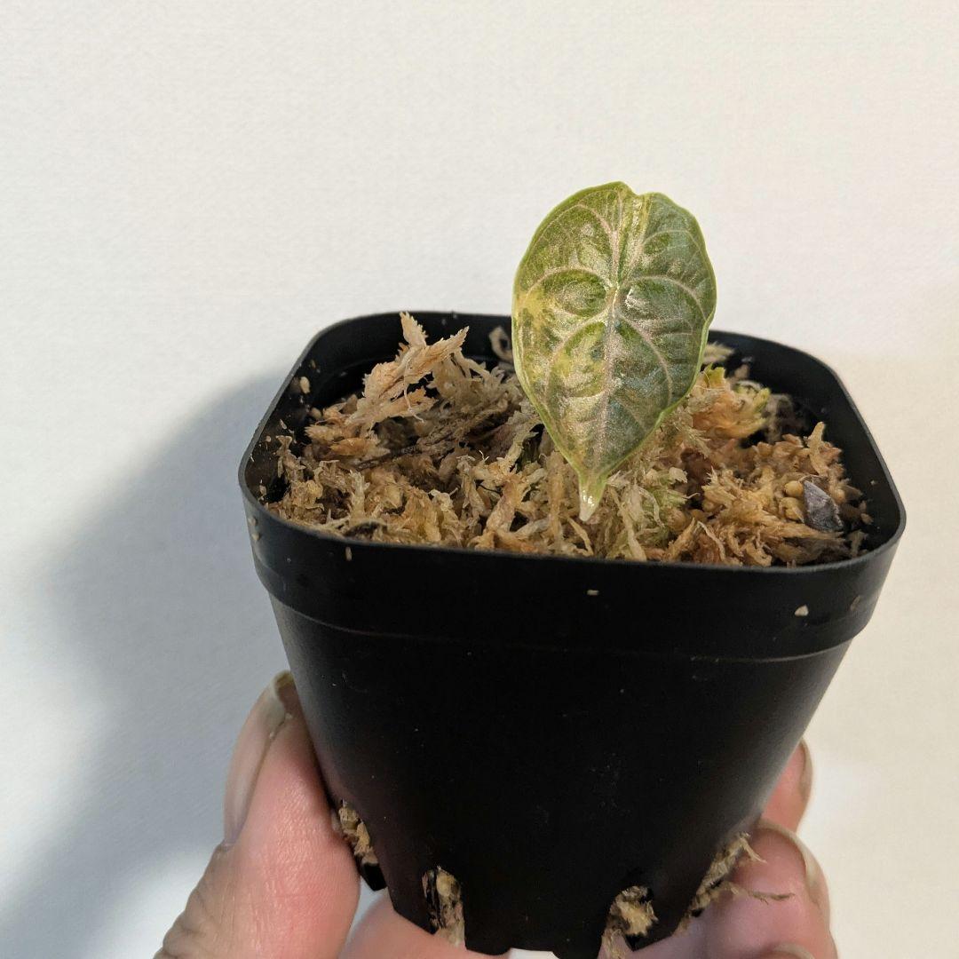 その他観葉植物 1 Alocasia azlanii aurea varigated