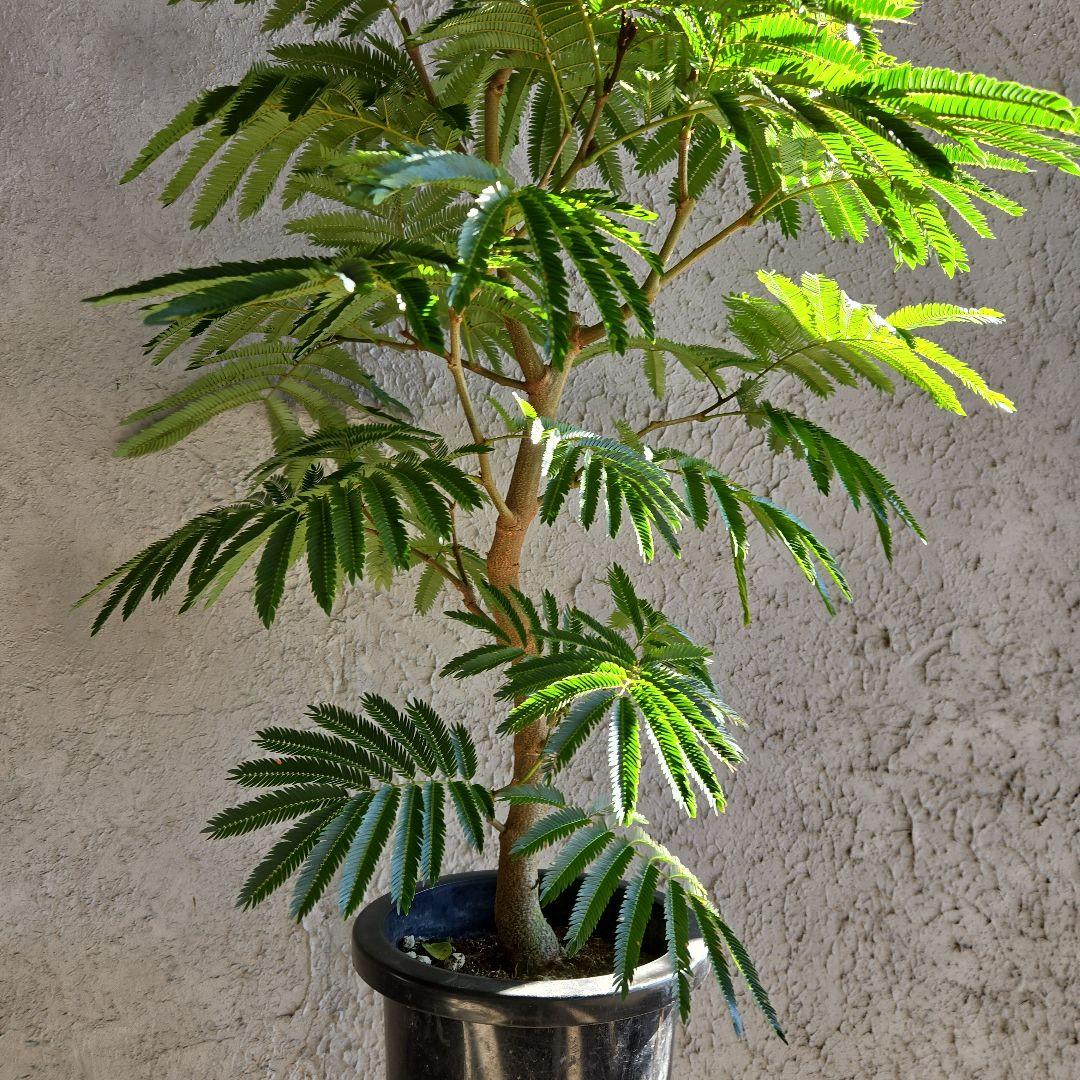 ③　エバーフレッシュ　8号特大苗木最高等級極上品‼️　極太