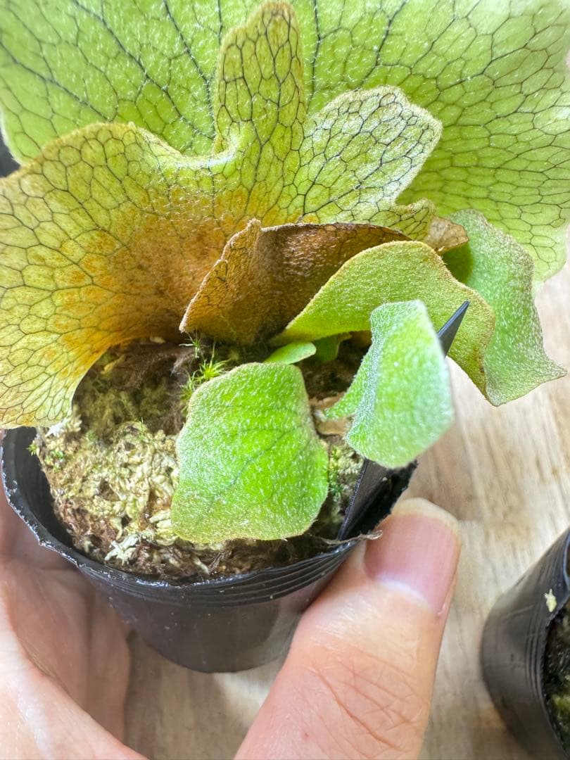 willinckii Fly dwarf 確定③ オマケ付き