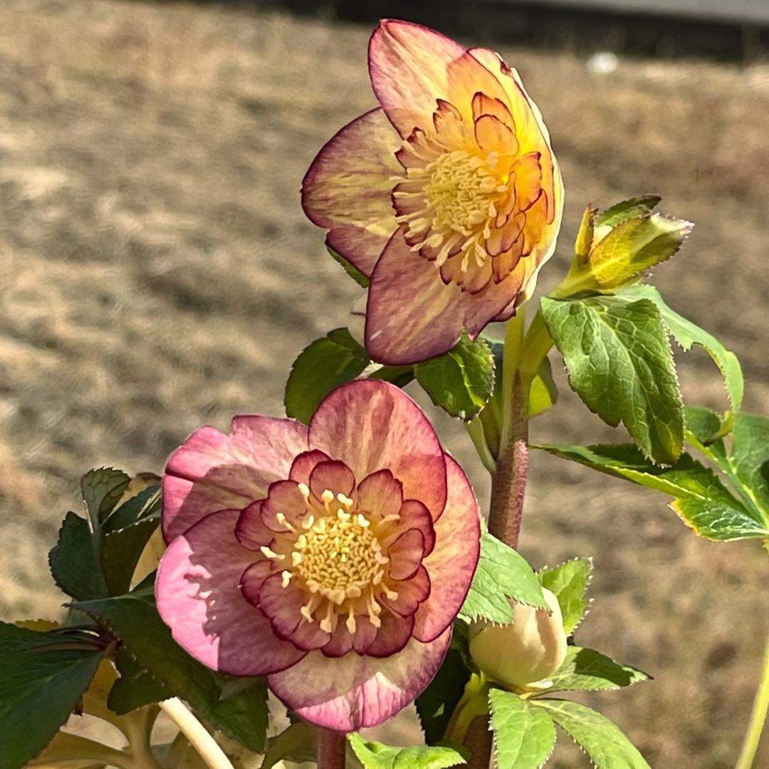 ぽ*の様 ☘️超レア☘️❤️根充実❤️⭐️超⭐️沢山新芽元気株❤️3272⭐️超