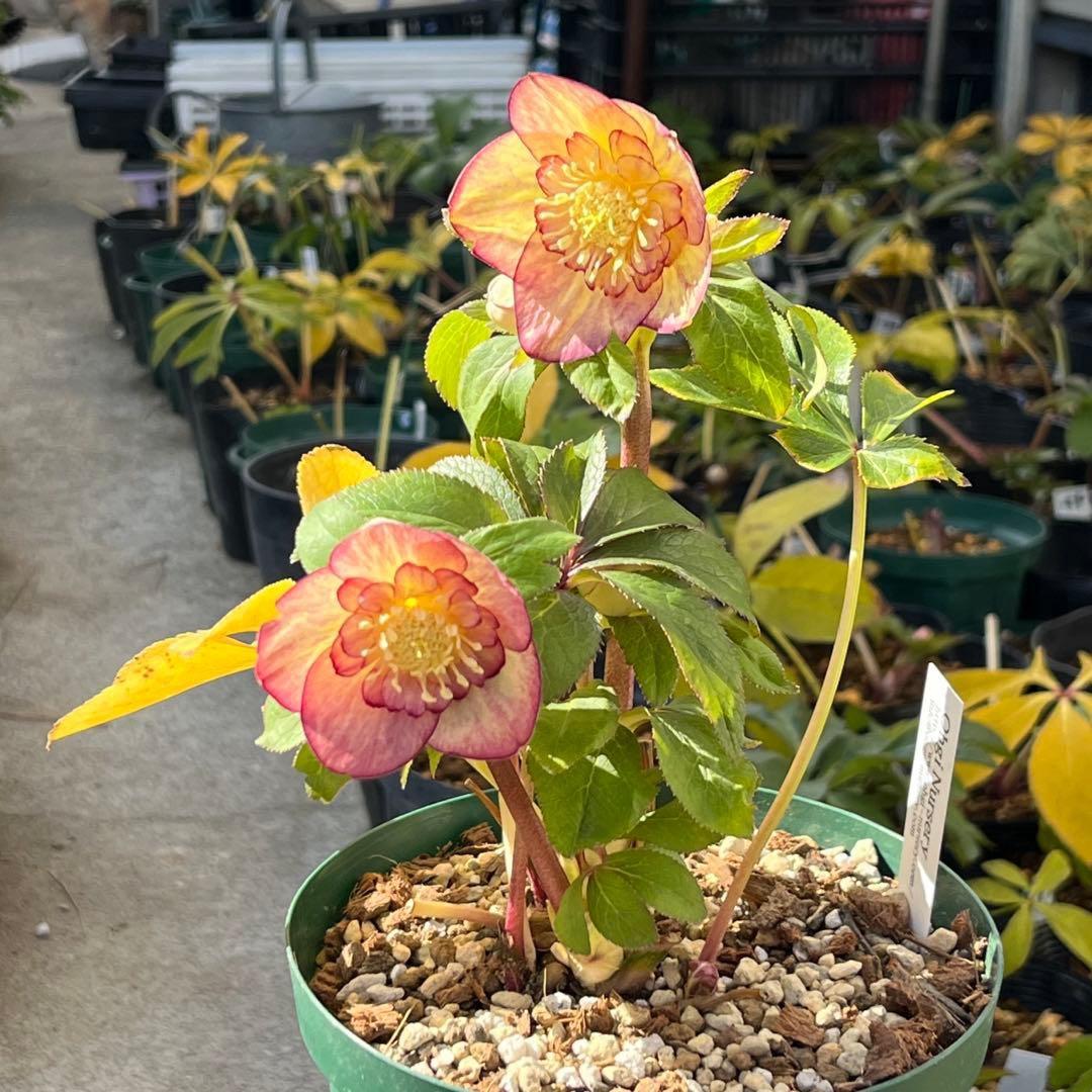 ぽ*の様 ☘️超レア☘️❤️根充実❤️⭐️超⭐️沢山新芽元気株❤️3272⭐️超