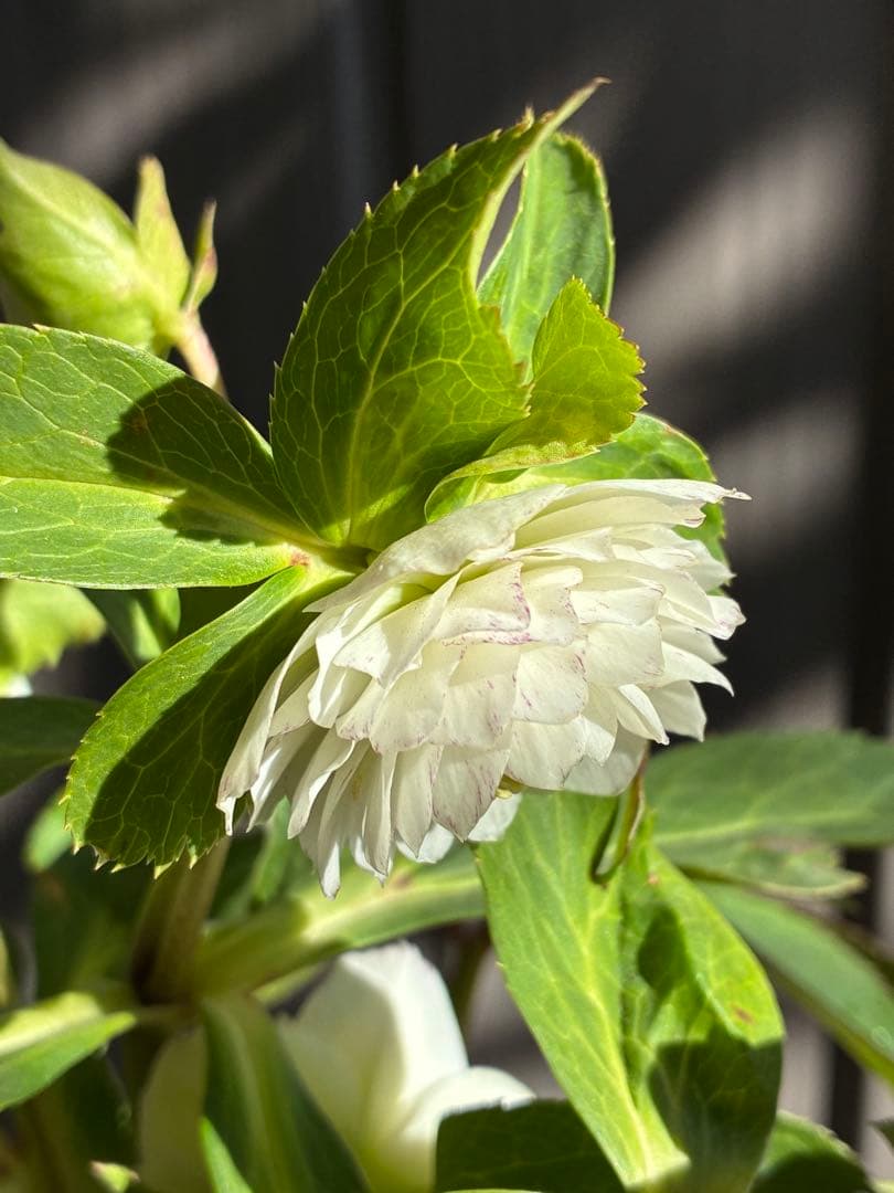 ♡開花中♡クリスマスローズ小輪ホワイト多弁