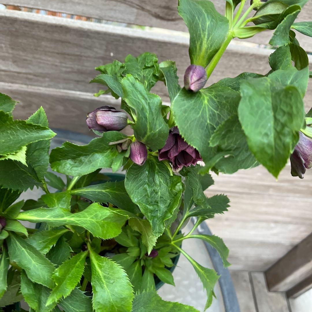 クリスマスローズ　八重咲き　ダブル　エレン　5号　3鉢セット　蕾多数　現物　Ｍ