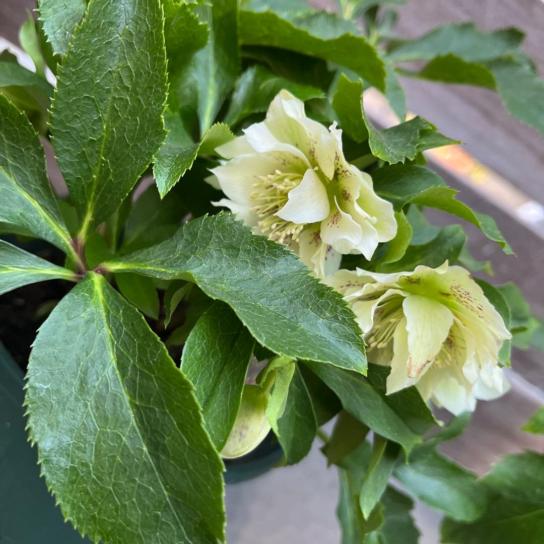 クリスマスローズ　八重咲き　ダブル　エレン　5号　3鉢セット　蕾多数　現物　Ｍ