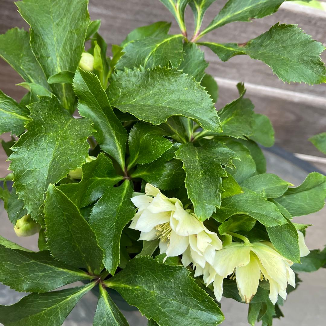 クリスマスローズ　八重咲き　ダブル　エレン　5号　3鉢セット　蕾多数　現物　Ｍ