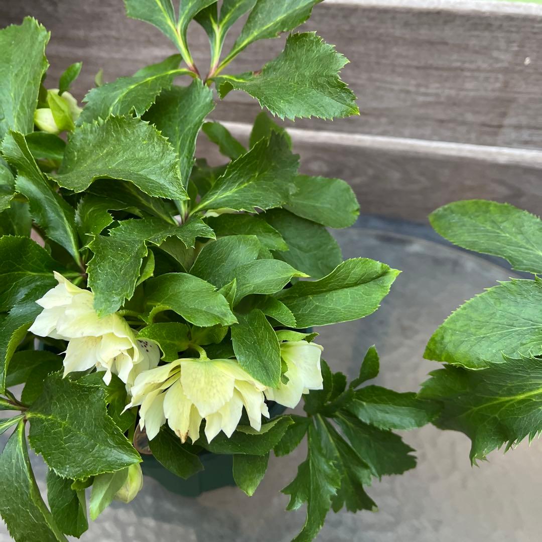 クリスマスローズ　八重咲き　ダブル　エレン　5号　3鉢セット　蕾多数　現物　Ｍ